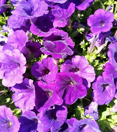 Petunia Supertunia® Royal Velvet®